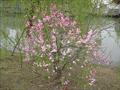 Cerasus Japonica